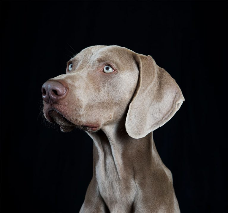 Canine