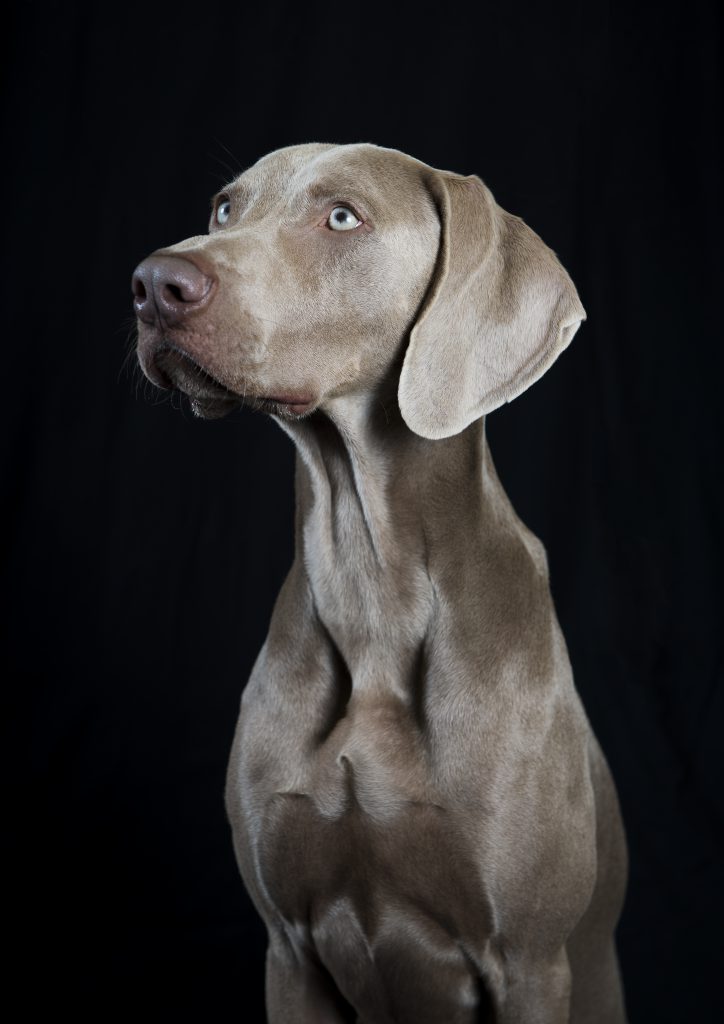 Canine