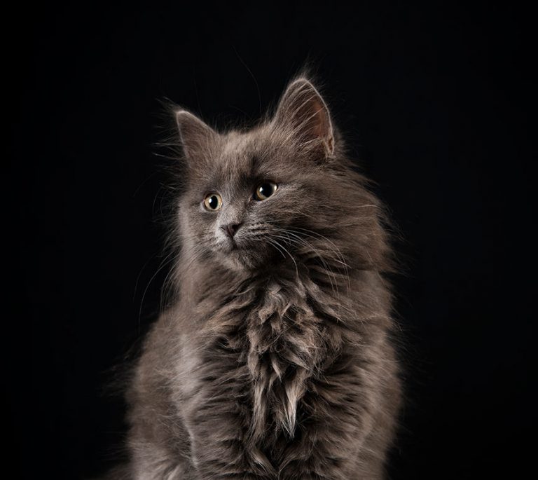 Feline