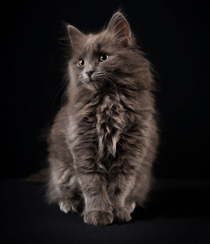 Feline