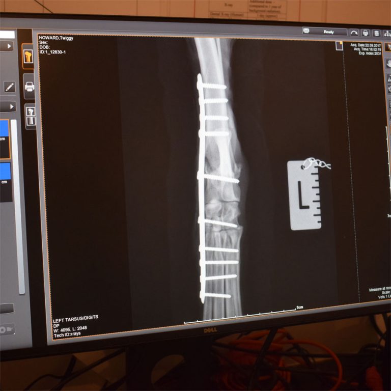 Orthopaedic