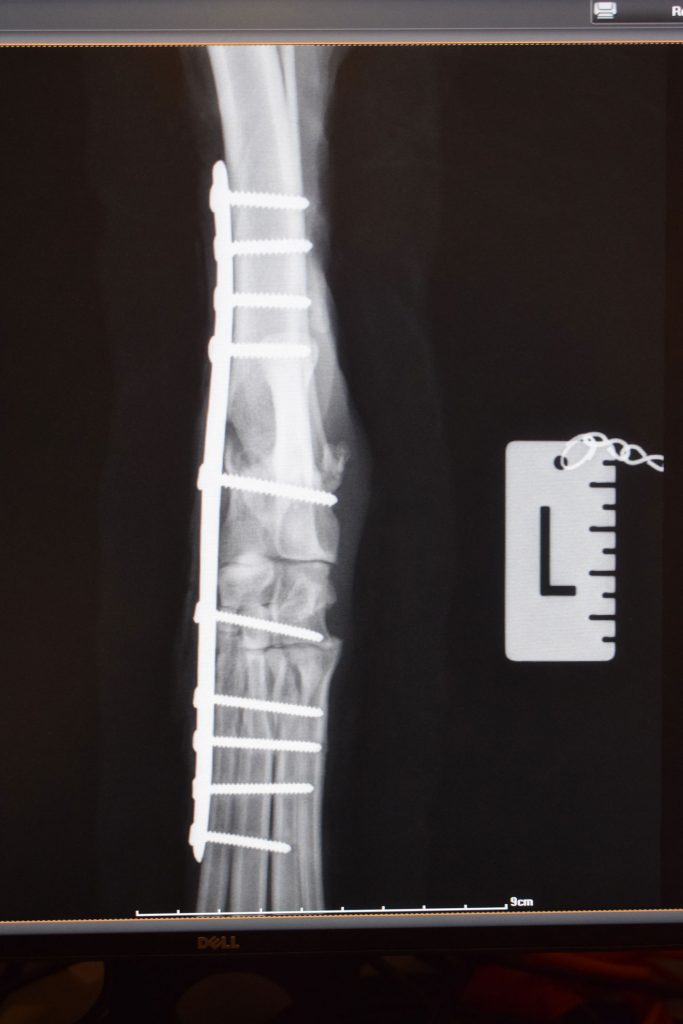 Orthopaedic